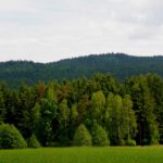 In diesem Wald waren wir unterwegs