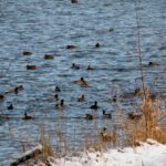 Entenkolonie im Knappensee