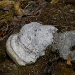 Abgestürzter Baumpilz Abgestürzter Baumpilz