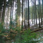 Ab und zu schaut die Sonne zwischen den Bäumen hervor