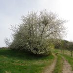 Apfelbaum in voller Blüte