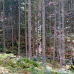 Finster ist der Wald, aber ab und zu schaffen es doch vereinzelte Lichtstrahlen zum Boden