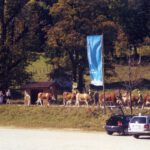 Glück gehabt. 2 Minuten später und ich wäre nicht am Almabtrieb vorbeigekommen