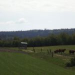 Glückliche Kühe vor dem Havran