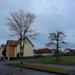 Ungleiche Baumbehandlung Ungleiche Baumbehandlung