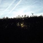Sonne auf der Hecke fotografiert ja (fast) jeder... Sonne auf der Hecke fotografiert ja (fast) jeder...