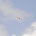 Nicht der einzige Rotmilan im Flug Nicht der einzige Rotmilan im Flug