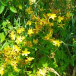 Das Johanniskraut hat heuer Verspätung Das Johanniskraut hat heuer Verspätung