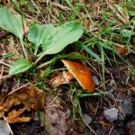 Leider wurden nicht alle Pilze am Wegesrand von den vielen Wanderern zum Seehaus achtsam behandelt