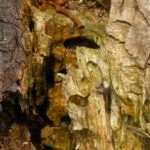 Innenleben Innenleben