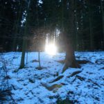 Sonne hinter Bäumen