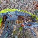 Lebensraum Baumstumpf