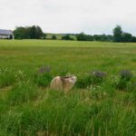 Opferstein in der Mitte