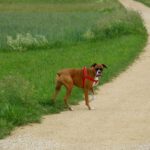 Wo bleibt Frauchen denn wieder? Wo bleibt Frauchen denn wieder?