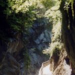 Wo viel Wasser ist, ist auch viel grün