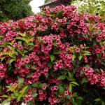 Wunderschöner Rhododendron