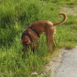 Karlie ist genauso glücklich