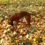 Karlie liest Facebook