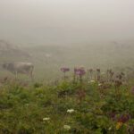 Auch die Kühe sehen wenig begeistert aus