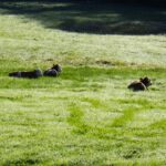 Glückliche Kälber im Morgentau