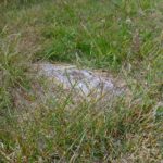 Wurzel auf Abwegen Wurzel auf Abwegen