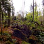 Mitten im Urwald Mitten im Urwald