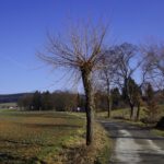 Noch blüht hier nix