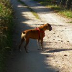 Coco sieht mehr als Frauchen