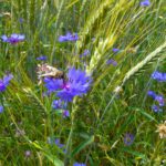 Korn mit Blumen und Besuch Korn mit Blumen und Besuch