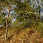 Wo die Sonne hinscheint, ist der Schnee trotz -3° schon wieder geschmolzen