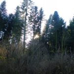 Im Juni steht die Sonne wohl über den Wipfeln