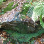 Farnimpressionen Farnimpressionen