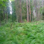 Seegras am Wegrand Seegras am Wegrand