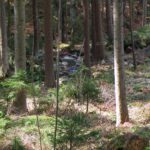 Bächlein neben dem Weg