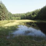 Stauweiher im Begriff der Verlandung