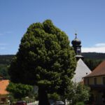 Erste Linde vor der Dorfkirche