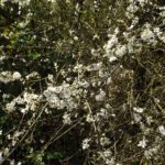 Auch hier sind die Schlehen in voller Blüte