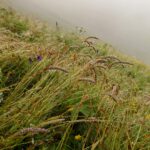 Fette Regentropfen hängen an Gräsern