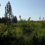 Kein erkennbarer Grenzsteig nach Südosten Kein erkennbarer Grenzsteig nach Südosten