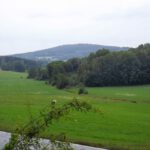 Wildrose vor dem Wildenstein Wildrose vor dem Wildenstein