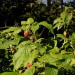 Die Nascherei beginnt Die Nascherei beginnt