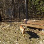 Coco inspiziert das Marterl und das Bankerl