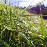 Tautropfenimpression