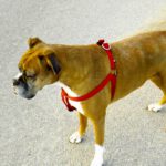 Ich will spielen und nicht Model stehen!