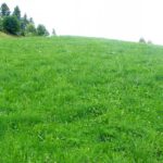 Vor zwei Wochen wurde diese Wiese gemäht...