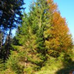 Herbstlicher Mischwald