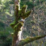 Wie kommt der Frosch da oben auf den Baum?