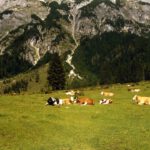 Saftige Almwiesen Saftige Almwiesen