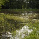 Teichflora Teichflora