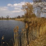 Schilf im Fischhofsee
